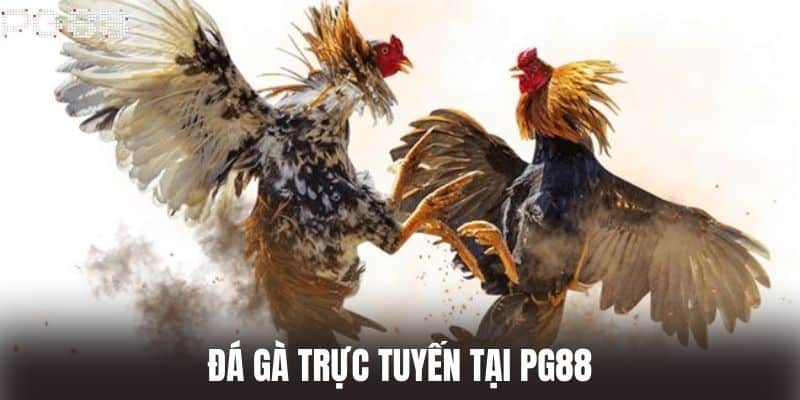 Đá Gà Trực Tuyến Tại PG88