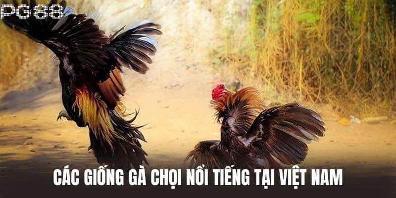 Các Giống Gà Chọi Nổi Tiếng Tại Việt Nam